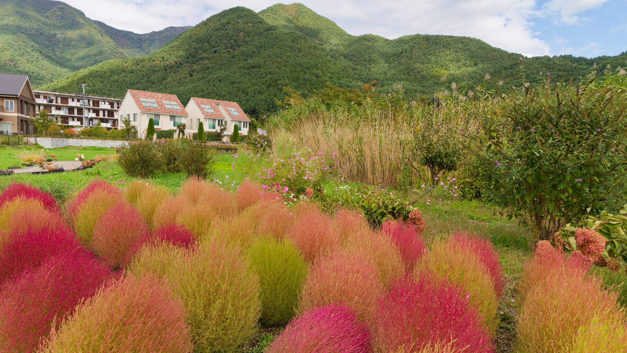 03-Mt Fuji (11) Oishi Park.jpg